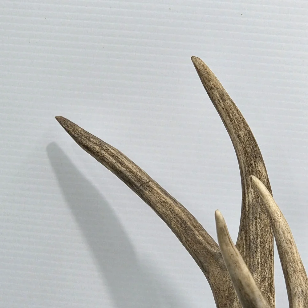 Vintage South Dakota Mule Deer Antler Taxidermy Mount 10 Point‎ 22